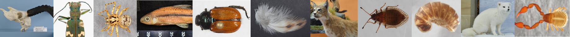 Images of collection specimens